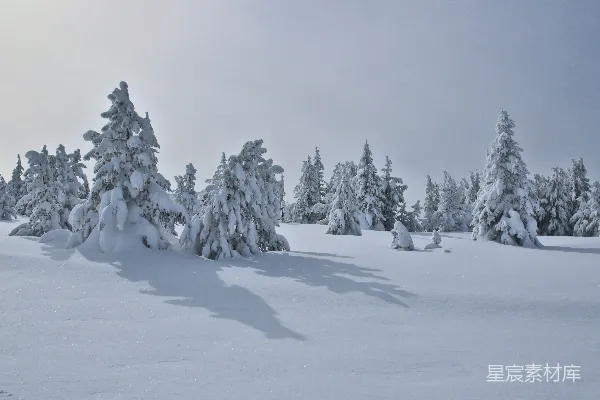 高清摄影 白天树木和山上的积雪覆盖。