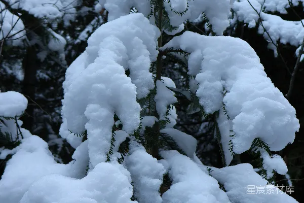 高清摄影 森林里一棵覆盖着白雪的松树