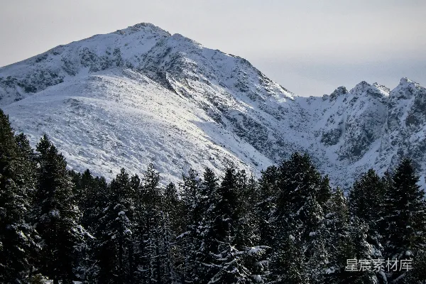 高清摄影 一棵覆盖着白雪的山树