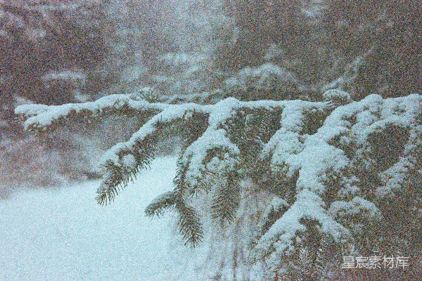 高清摄影 森林中一棵覆盖着白雪的松树