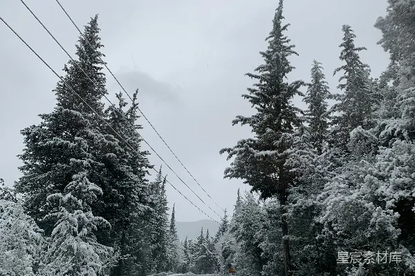 高清摄影 白天积雪覆盖的树木和道路