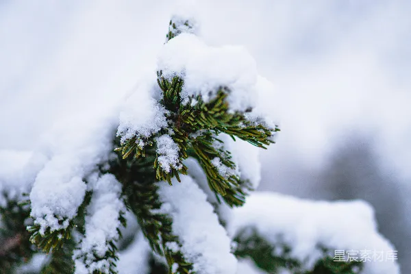高清摄影 一棵松树的特写镜头，上面覆盖着白雪