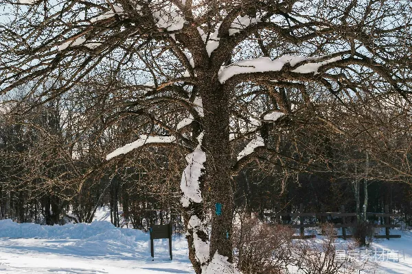 高清摄影 雪地中一棵树