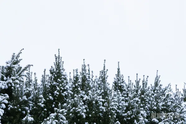 高清摄影 覆盖着白雪的绿松树
