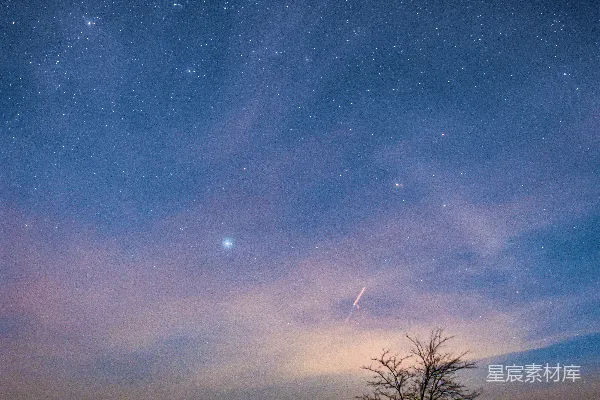 高清摄影 星夜下树木的轮廓