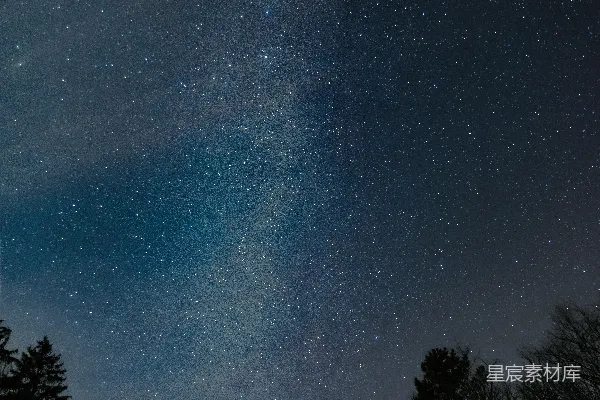 高清摄影 夜空下树的轮廓