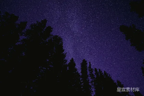 高清摄影 夜空布满了星星和树木