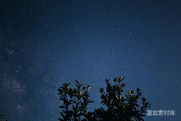 高清摄影 背景中有蓝天的一棵树
