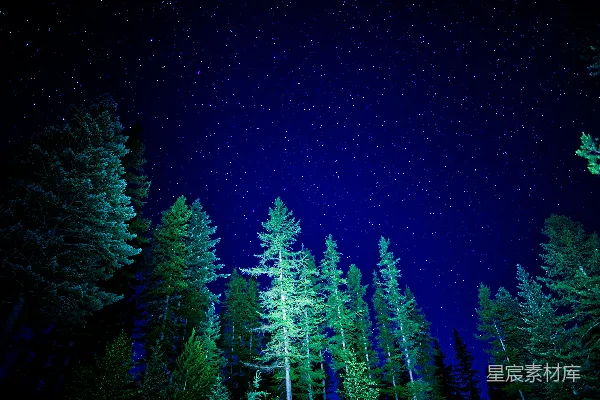 高清摄影 满天星光与树木的夜晚天空
