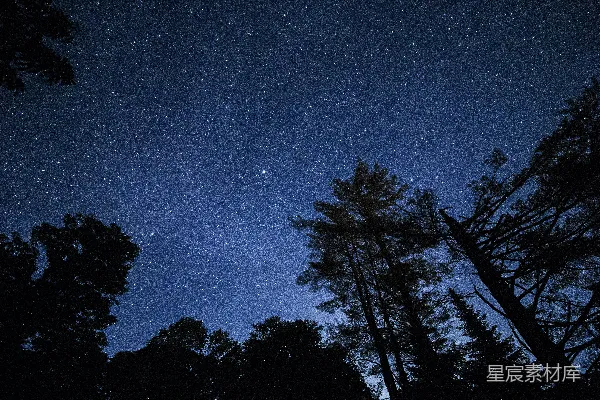 高清摄影 夜间树木和天空的照片