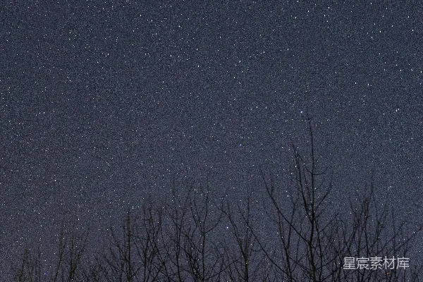 高清摄影 夜空繁星点点缀树影