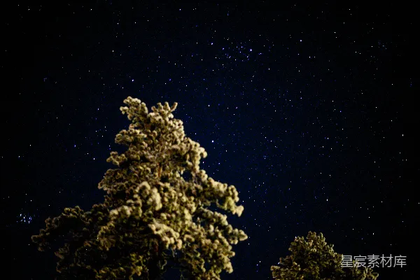 高清摄影 夜空繁星点点，树影斑驳。