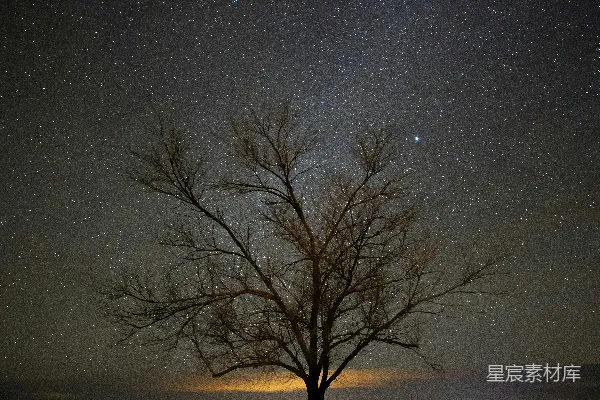 高清摄影 无叶树木下的夜空满是星辰