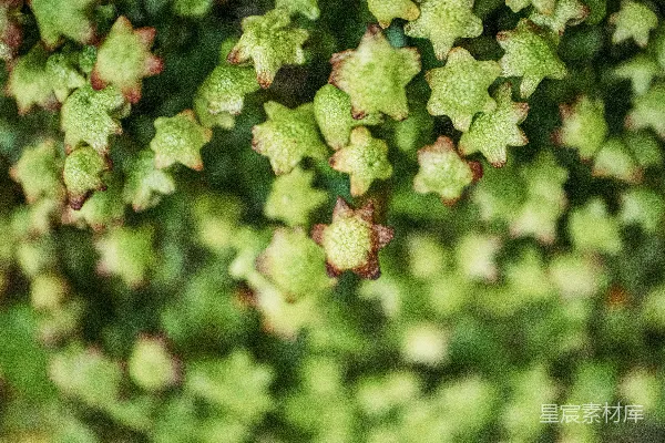 高清摄影 绿色的星形植物边缘呈红色。