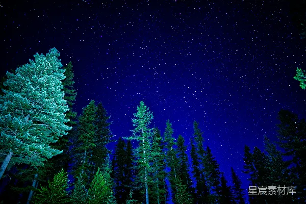 高清摄影 满天繁星与树木的夜空