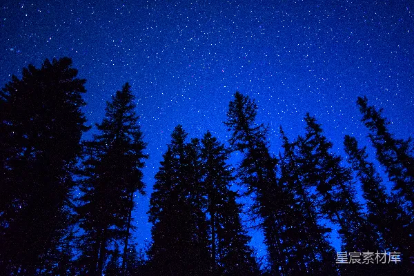高清摄影 夜空布满了星星和树木