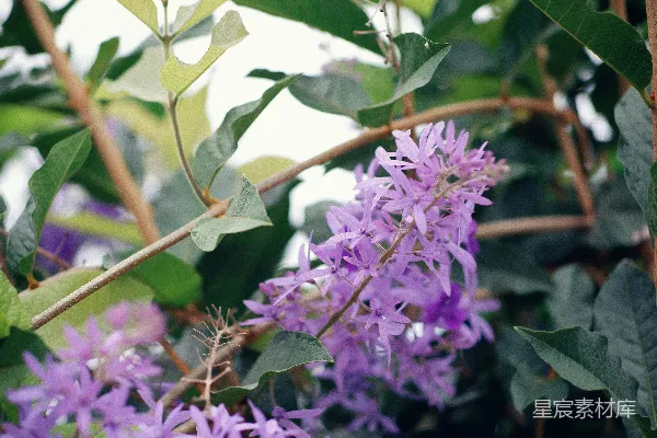 高清摄影 紫花点缀在绿叶之中。