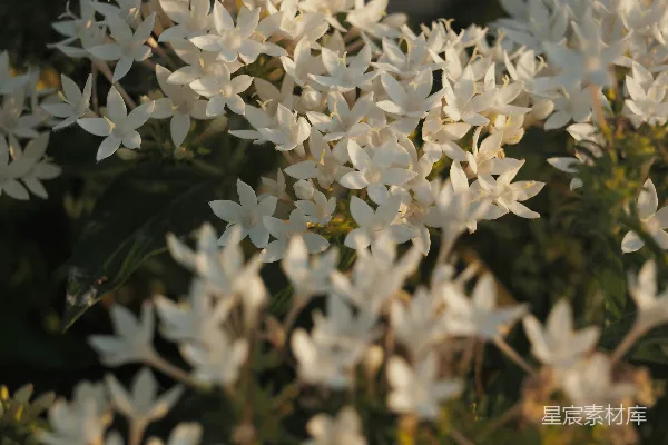 高清摄影 阳光下绽放着 delicate 白色的星形花朵。