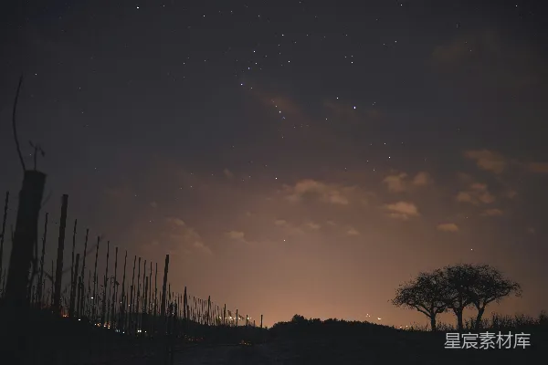高清摄影 星夜下树影的轮廓