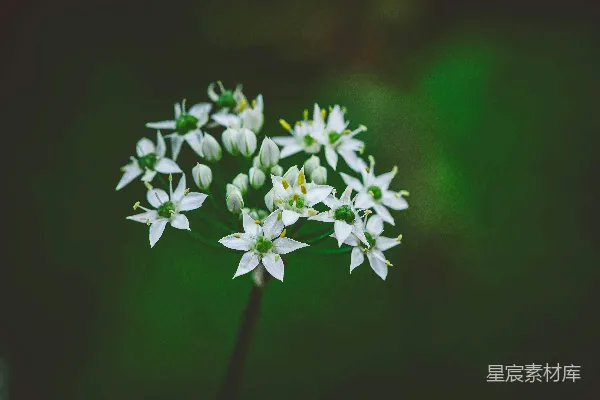 高清摄影 簇生的白色花朵带有绿色的茎。