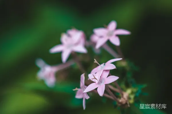 高清摄影 淡粉色的花朵在模糊的绿色背景上盛开