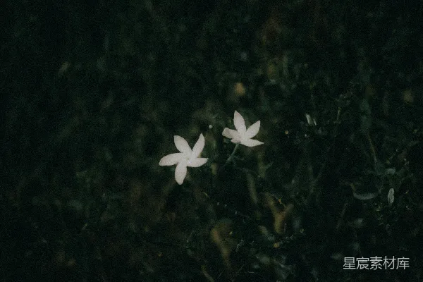 高清摄影 两朵 delicate 白色花朵在深绿色中绽放。