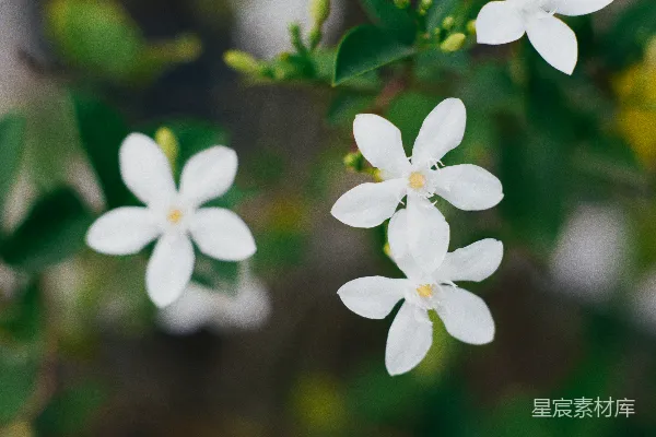 高清摄影 三朵精致的白色花朵配以绿色的叶子
