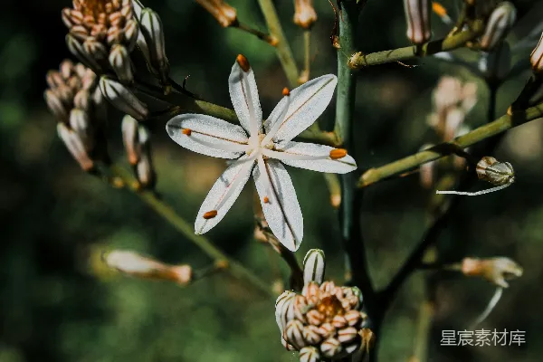高清摄影 一朵带花蕾的白色五角星形花朵。