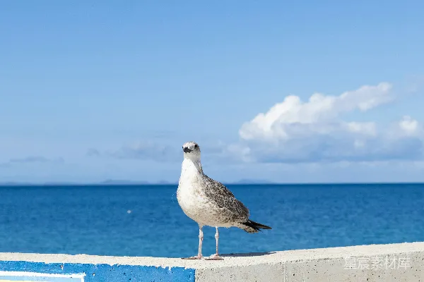 一只海鸥站在海边的檐口附近。
