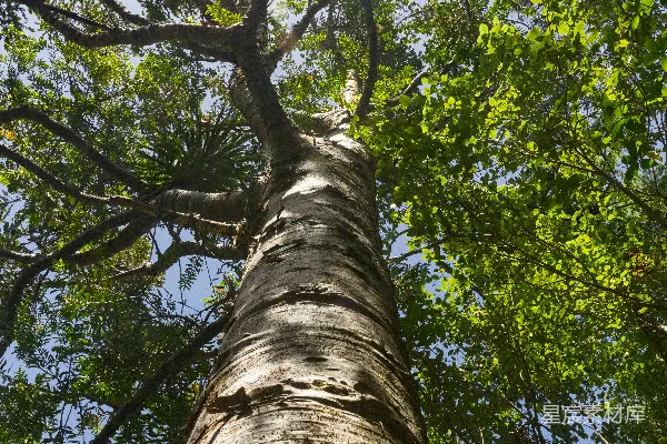 高清摄影 低角度拍摄的绿叶树木
