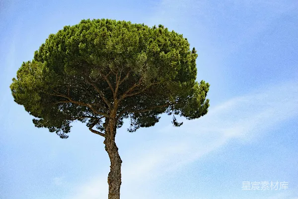 高清摄影 绿色植物