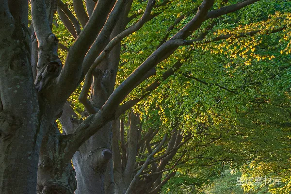 高清摄影 路旁绿树àng