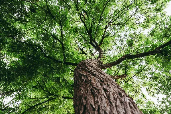高清摄影 绿叶树