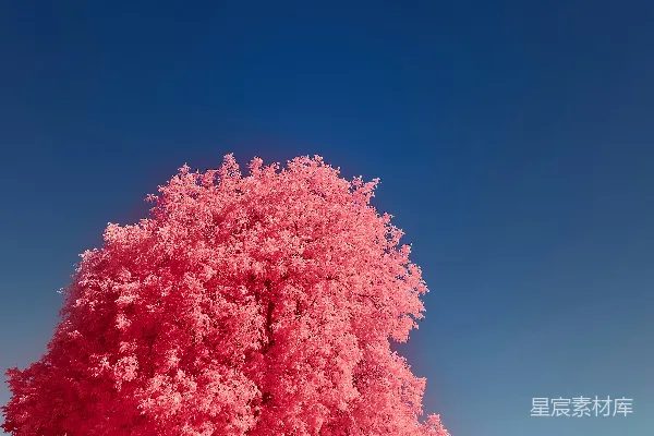 高清摄影 白天粉色和白色的树在蓝色的天空下