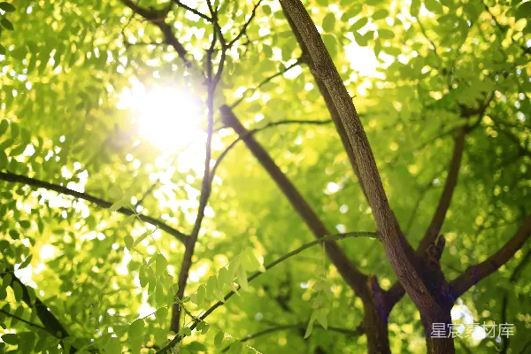 高清摄影 白天有阳光的绿叶树