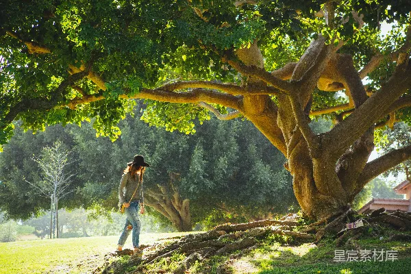 高清摄影 白天妇女在树下散步