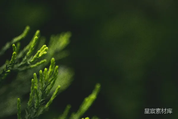高清摄影 浅焦点摄影的绿叶