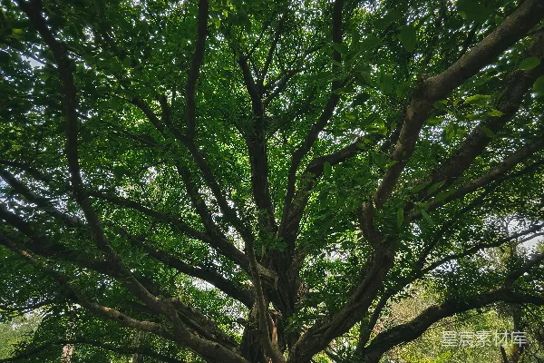 高清摄影 公园中央的一棵大树