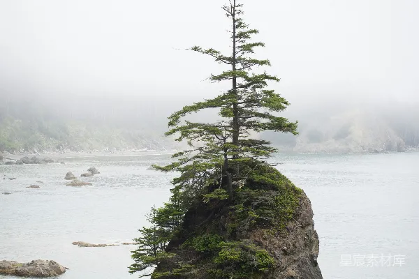 高清摄影 山顶上一棵松树，在水中的中央一块灰色的巨石旁边