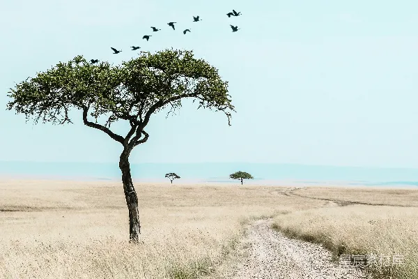 高清摄影 飞翔在草land上的鸟