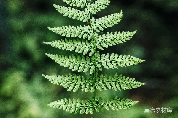 高清摄影 绿蕨植物的近距离摄影