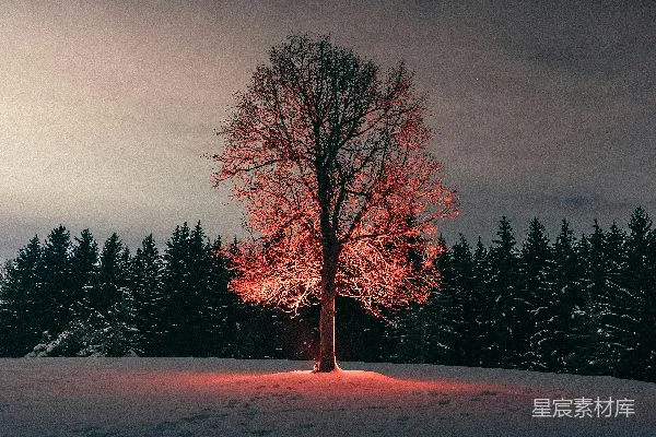 高清摄影 雪地上的光秃秃的树木