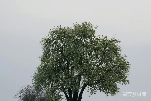 高清摄影 山坡上一棵孤独的树，背景是天空。