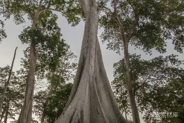 高清摄影 一簇簇绿树丛生