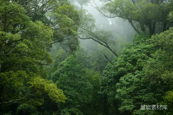 高清摄影 绿树披上一层薄雾