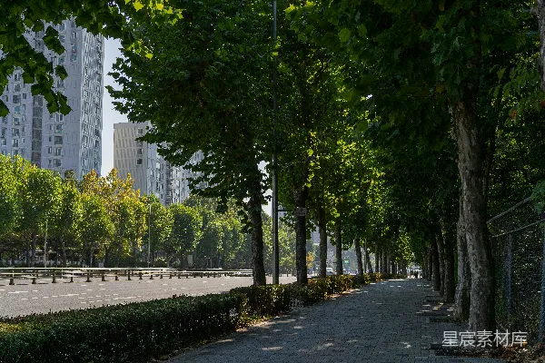 高清摄影 一条被树木和灌木环绕的城市街道
