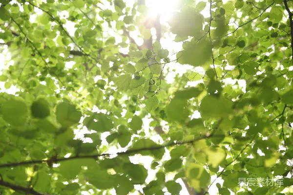 高清摄影 白天的绿叶