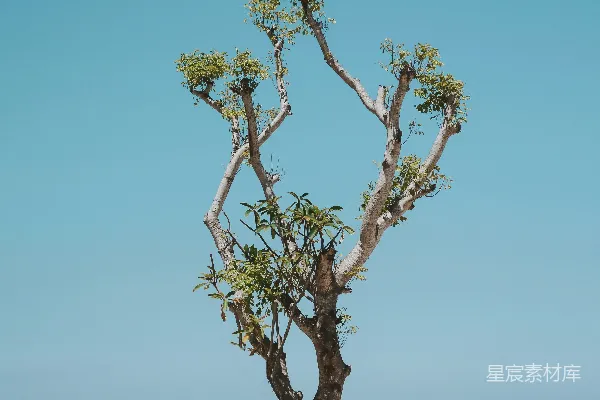 高清摄影 海边的绿叶树