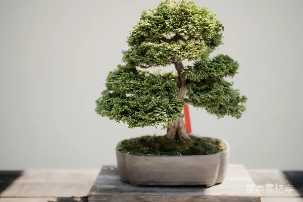 高清摄影 棕色花盆中绿叶 bonsai 植物的照片