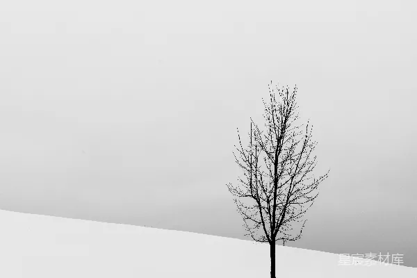 高清摄影 雪地中央的一棵光秃秃的树